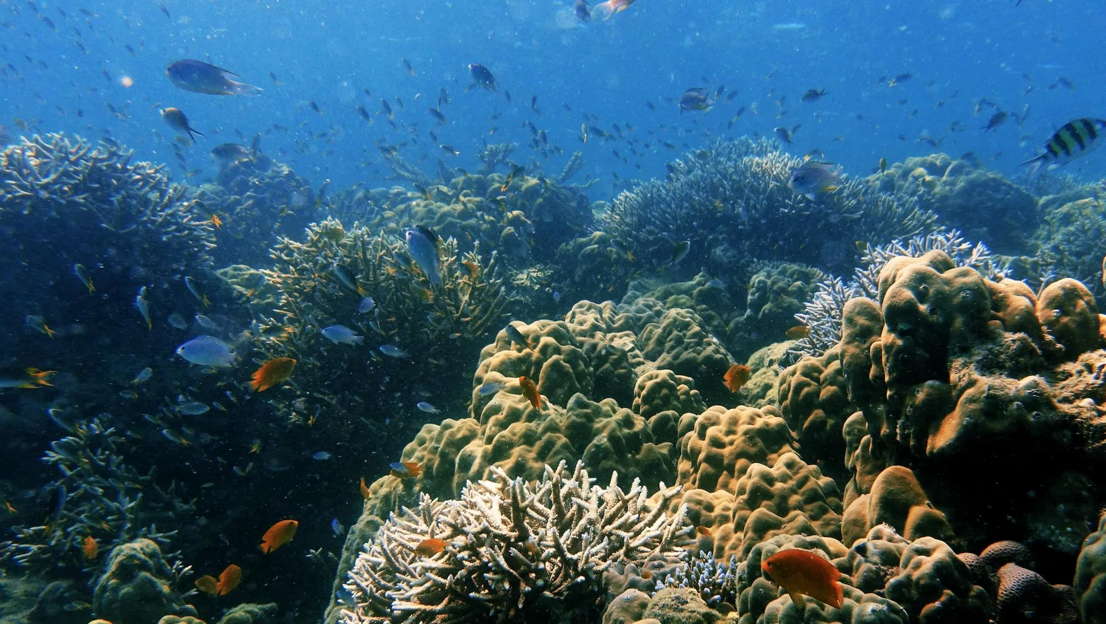 Coral reefs and marine life