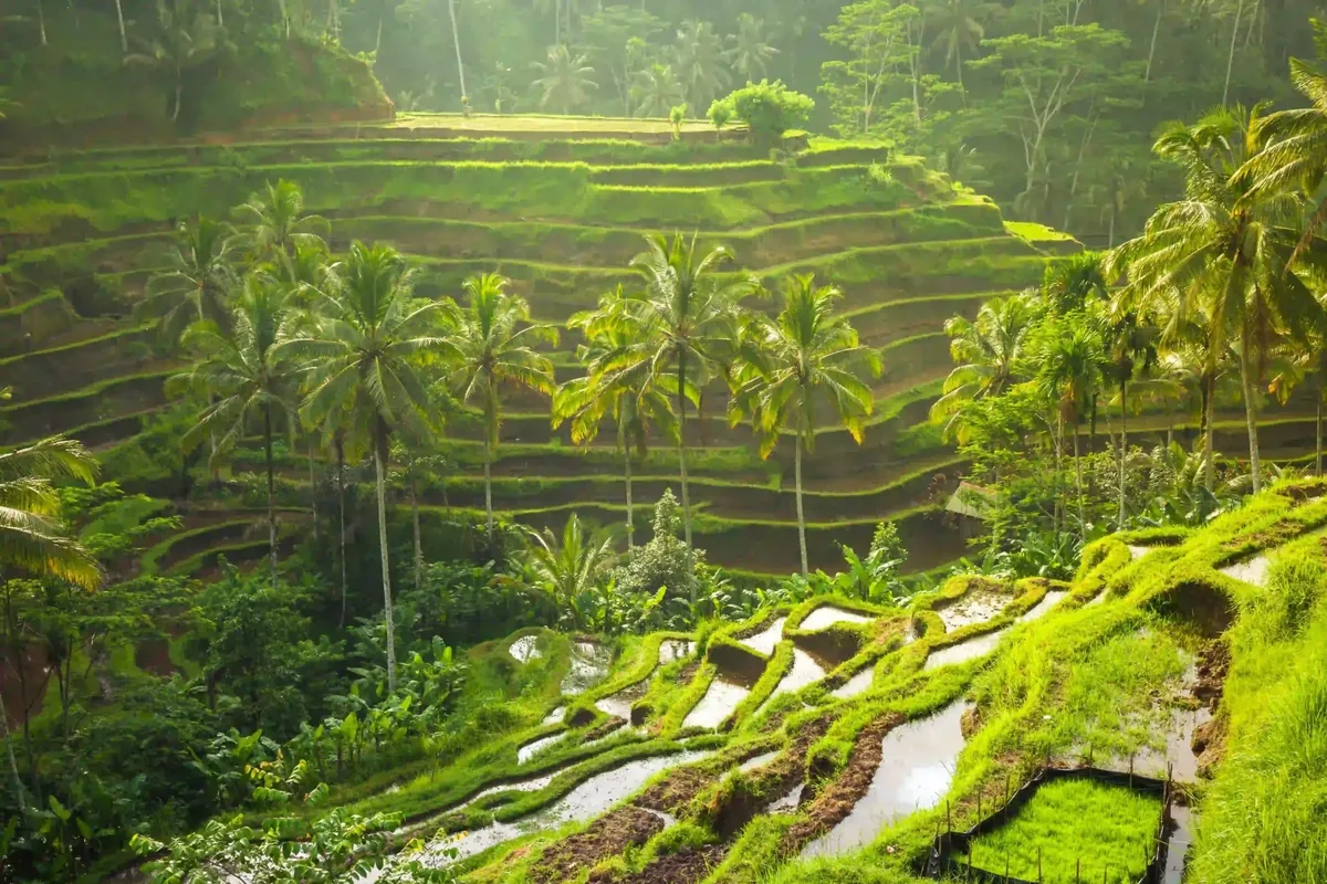 Bali Tegallalang Rice Terraces