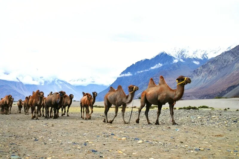 Bactrian Camel Safari