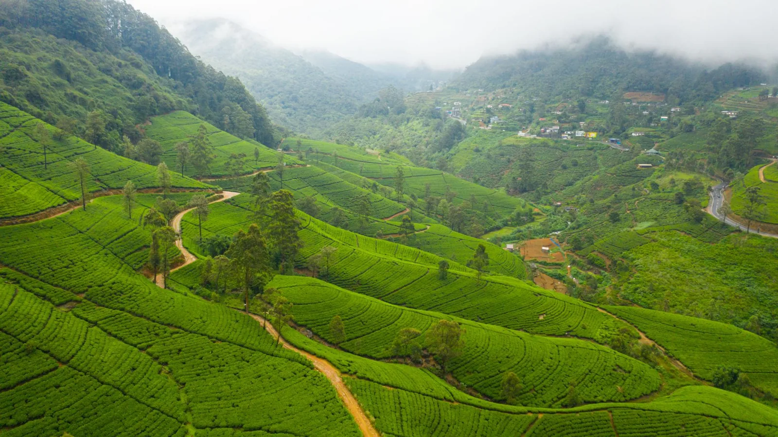 Ceylon tea plantation, Nuwara Eliya, Sri Lanka